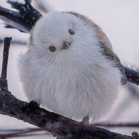 🌟long tailed tit🌟