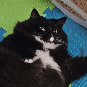 🧡🧡my cat🧡🧡